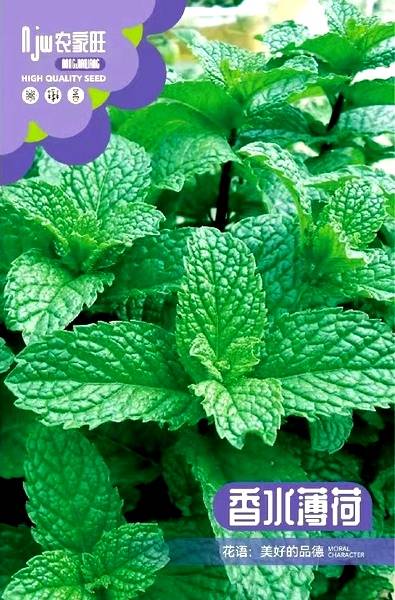 হাইব্রিড পুদিনা বীজ | Mint Seeds - (চায়না প্যাকেট)