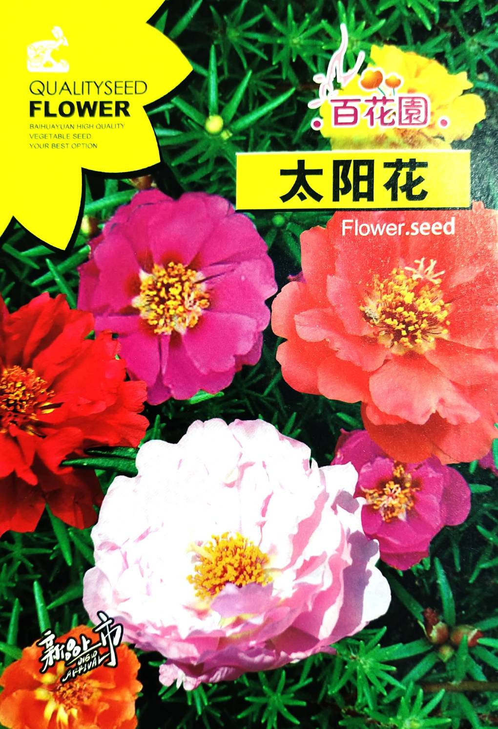 মোসরোজ ফুল / তাইয়াং হুয়া । Taiyanghua