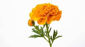 ইনকা গাদা ১০০ গ্রাম