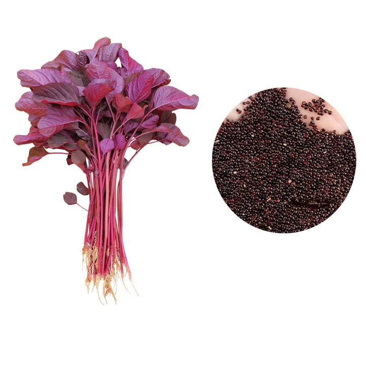 হাইব্রিড লালশাক এর বীজ ১কেজি